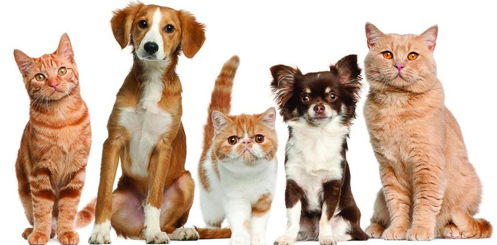 Доска объявлений о животных | ЗооТом - продажа, вязка и услуги для животных в Сегеже