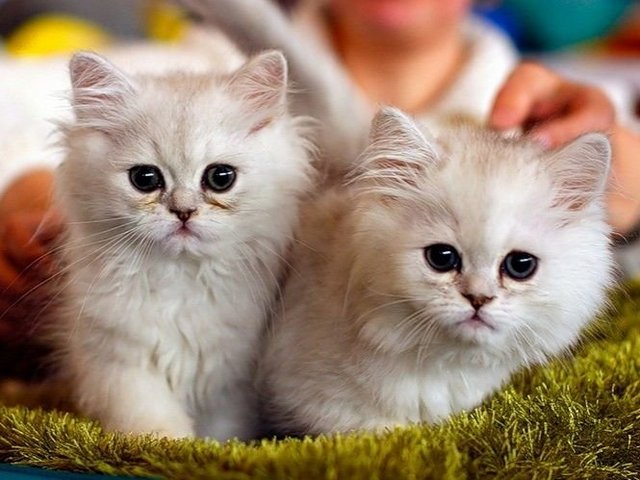 Породы кошек в Сегеже | ЗооТом портал о животных