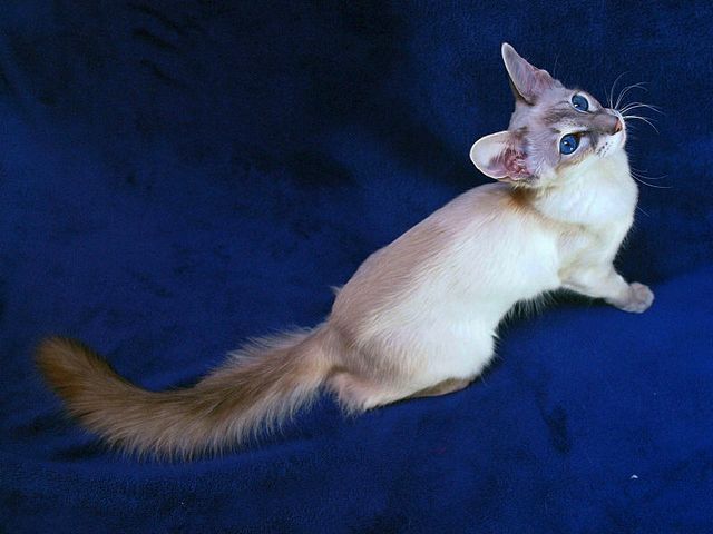 Выведенные породы кошек в Сегеже | ЗооТом портал о животных