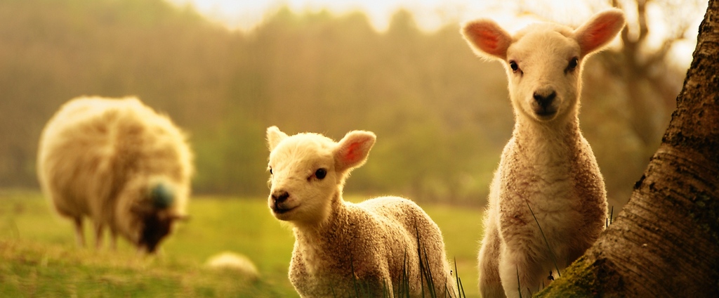 Объявления о сельскохозяйственных животных | ЗооТом - продажа, вязка и услуги для животных в Сегеже