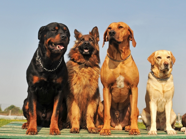 Крупные породы собак в Сегеже | ЗооТом портал о животных